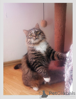 Zdjęcie №2 do zapowiedźy № 138735 na sprzedaż   - wkupić się Białoruś prywatne ogłoszenie