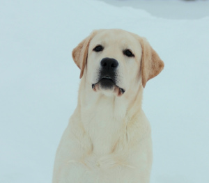 Zdjęcie №4. Sprzedam labrador retriever w Moskwa. od żłobka - cena - Negocjowane