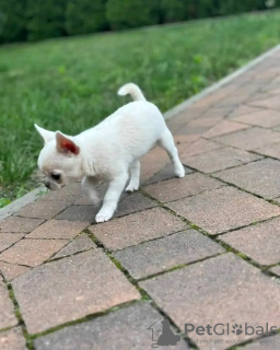 Zdjęcie №1. pies nierasowy - na sprzedaż w Paryż | negocjowane | Zapowiedź №126845