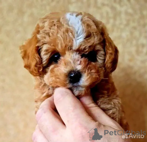 Zdjęcie №2 do zapowiedźy № 162528 na sprzedaż  maltipu - wkupić się Wielka Brytania hodowca