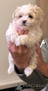 Zdjęcie №3. Śliczne szczenięta maltazy. Wielka Brytania