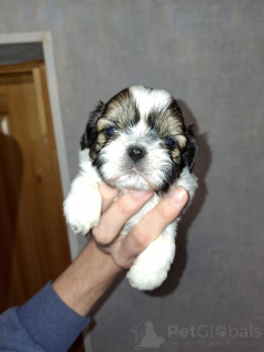 Zdjęcie №2 do zapowiedźy № 166010 na sprzedaż  yorkshire terrier, lhasa apso, maltipu, pekińczyk, pudel (krasnolud), pudel (zabawka), shih tzu - wkupić się Łotwa prywatne ogłoszenie, ze schronu, hodowca