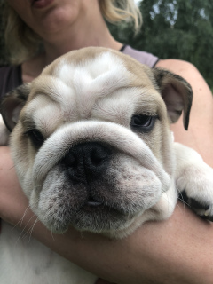 Zdjęcie №3. Szczeniaki Buldoga angielskiego. Ukraina