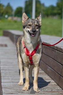 Zdjęcie №4. Sprzedam pies nierasowy w Rzeka Moskwa.  - cena - Bezpłatny