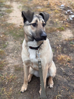 Zdjęcie №1. pies nierasowy - na sprzedaż w Rzeka Moskwa | Bezpłatny | Zapowiedź №161044