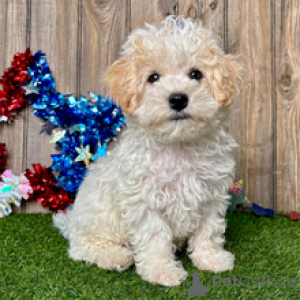 Zdjęcie №3. Mason, 9-tygodniowy szczeniak Maltipoo, gotowy do zamieszkania w domu na zawsze. Niemcy