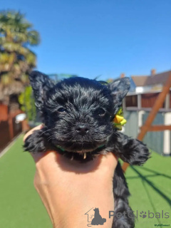 Zdjęcie №3. Suchen ein neues Zuhause? Seltene schwarze Yorkshire Terrier Welpen Kontaktieren. Niemcy
