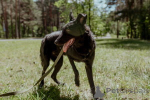 Zdjęcie №3. Piękny młody pies Naomi jako prezent. Białoruś