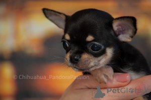 Zdjęcie №2 do zapowiedźy № 8371 na sprzedaż  chihuahua (rasa psów) - wkupić się Ukraina prywatne ogłoszenie, od żłobka, hodowca