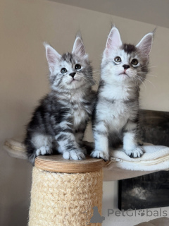 Zdjęcie №1. maine coon - na sprzedaż w Berlin | negocjowane | Zapowiedź № 167321