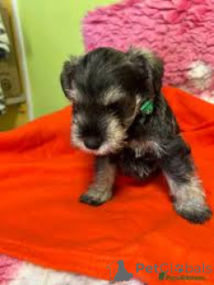 Zdjęcie №3. Chiots Schnauzer Géant à vendre. Belgia