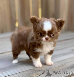 Zdjęcie №4. Sprzedam chihuahua (rasa psów) w Warszawa. hodowca - cena - negocjowane