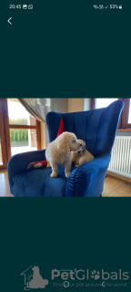 Dodatkowe zdjęcia: Golden Retriever FCI