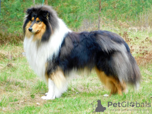 Dodatkowe zdjęcia: Szczeniaki Rough Collie