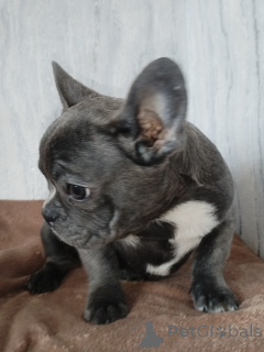Zdjęcie №3. Buldog francuski. Białoruś