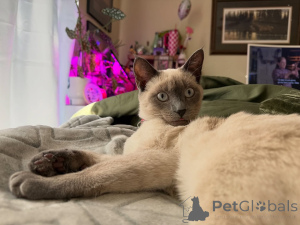 Zdjęcie №3. Wdzięk, ciekawość i serce pełne miłości to Nala,. Francja