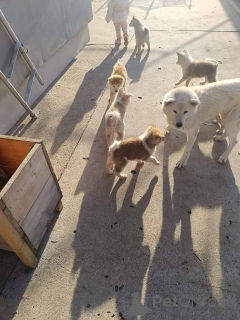 Zdjęcie №4. Sprzedam akita (rasa psa) w Kovačica.  - cena - negocjowane