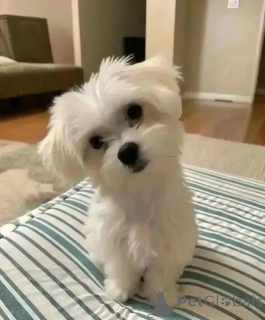 Zdjęcie №2 do zapowiedźy № 164994 na sprzedaż  maltańczyk - wkupić się Finlandia prywatne ogłoszenie, hodowca