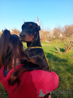 Zdjęcie №3. Doberman szczenięta na sprzedaż. Serbia