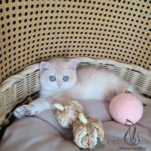 Zdjęcie №1.  - na sprzedaż w Ameryka | Bezpłatny | Zapowiedź № 163376