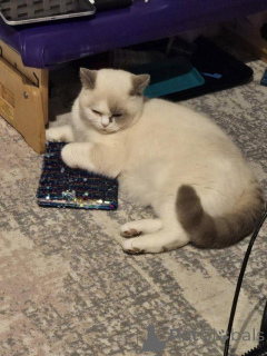 Zdjęcie №3. Brytyjski punkt kolorowy. Niemcy