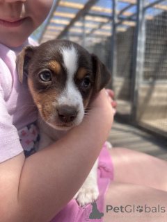 Zdjęcie №3. Kauniita miniatyyri-jackrussellinterrierin pentuja Meillä na kaunis 4 pennun. Finlandia