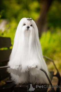 Zdjęcie №3. Maltańczycy, doskonałe linie krwi. Bułgaria