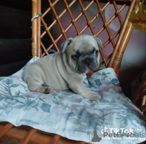 Zdjęcie №4. Sprzedam buldog francuski w Mińsk. prywatne ogłoszenie - cena - 2691zł