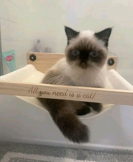 Zdjęcie №2 do zapowiedźy № 138105 na sprzedaż  himalayan (rasa kota) - wkupić się Niemcy hodowca