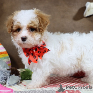 Zdjęcie №1. maltipu - na sprzedaż w Monachium-Flughafen | 4305zł | Zapowiedź №149578