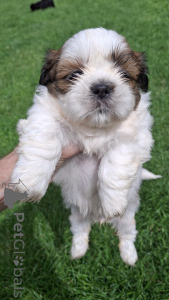Zdjęcie №1. yorkshire terrier, kawapu, lhasa apso, maltipu, mops, pekińczyk, pudel (krasnolud), pudel (royal), buldog francuski, shih tzu - na sprzedaż w Ryga | 3348zł | Zapowiedź №145733