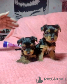 Zdjęcie №3. Teacup Yorkie Puppy do adopcji. USA