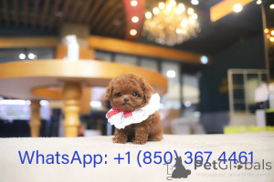 Zdjęcie №3. Dean Janet Kay Puppies House. USA