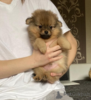 Zdjęcie №2 do zapowiedźy № 138651 na sprzedaż  szpic miniaturowy - wkupić się Szwajcaria prywatne ogłoszenie