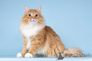 Zdjęcie №2 do zapowiedźy № 160878 na sprzedaż   - wkupić się Federacja Rosyjska ze schronu