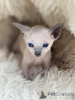 Zdjęcie №1. kot cornish rex - na sprzedaż w Cottbus | 1674zł | Zapowiedź № 177967
