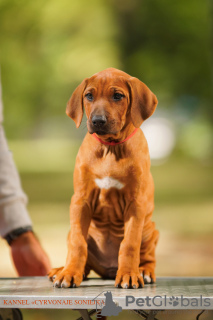 Zdjęcie №4. Sprzedam rhodesian ridgeback w Mińsk. prywatne ogłoszenie - cena - negocjowane