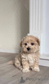 Zdjęcie №2 do zapowiedźy № 147553 na sprzedaż  maltipu - wkupić się Niemcy prywatne ogłoszenie