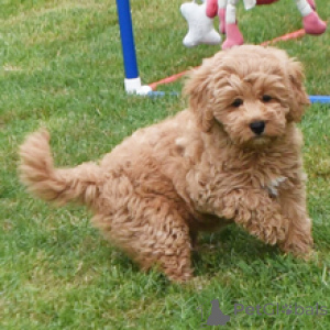 Zdjęcie №3. Laci Goldendoodle, 11-tygodniowa suczka gotowa do powrotu do domu. Niemcy