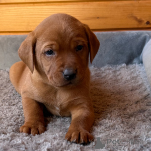 Zdjęcie №3. Pies labrador retriever, 7 tygodni Gotowy do 9 lutego. Wielka Brytania