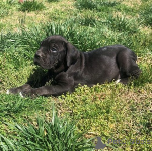 Zdjęcie №2 do zapowiedźy № 109175 na sprzedaż  cane corso - wkupić się Niemcy prywatne ogłoszenie