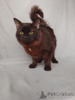 Zdjęcie №4. Sprzedam  w Rzeka Moskwa. prywatne ogłoszenie - cena - Bezpłatny