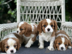 Zdjęcie №1. cavalier king charles spaniel - na sprzedaż w Berlin | 3827zł | Zapowiedź №138860
