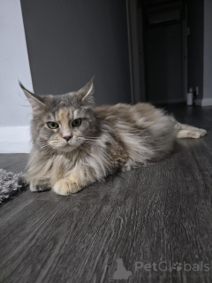 Zdjęcie №4. Sprzedam maine coon w Innsbruck. hodowca - cena - 3109zł