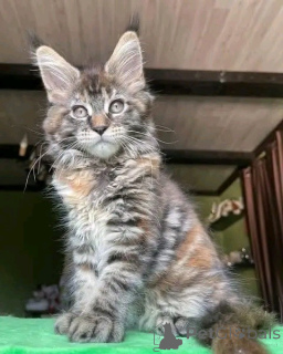 Zdjęcie №1. maine coon - na sprzedaż w Bayerisch Eisenstein | negocjowane | Zapowiedź № 171577