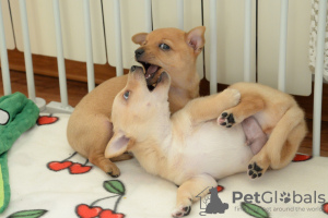 Zdjęcie №1. podengo portugalski - na sprzedaż w Москва | negocjowane | Zapowiedź №131691