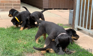 Zdjęcie №1. rottweiler - na sprzedaż w Hanko | Bezpłatny | Zapowiedź №110694