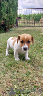Zdjęcie №3. Śliczne szczeniaczki Jack Russell Terrier. Polska