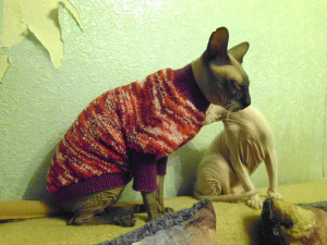 Zdjęcie №2. Ubrania dla psów i kotów w Federacja Rosyjska. Price - 36zł. Zapowiedź № 3274