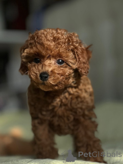 Zdjęcie №3. Szczenięta pudli do adopcji, skontaktuj się z firmą WhatsApp 447450021323. Finlandia